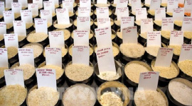 Giá gạo xuất khẩu của Ấn Độ cao nhất trong 6 tuần