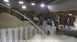 Giá gạo xuất khẩu của Ấn Độ giảm xuống mức thấp nhất 8 tháng