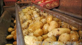 Thế giới cần thêm 40 triệu tấn khoai tây vào năm 2030