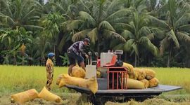 Cung không đủ cầu đẩy giá gạo ST25 tăng mạnh