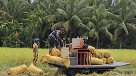 Cung không đủ cầu đẩy giá gạo ST25 tăng mạnh