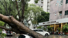 Ô tô bị cây đè trúng do bão Yagi được đền bù ra sao?