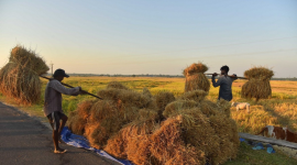 Giá gạo tại thị trường châu Á chạm mức thấp nhất trong nhiều năm