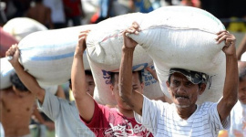 Sản lượng lúa của Philippines lập kỷ lục mới