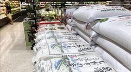 Nhật Bản đặt mục tiêu sản xuất 7,11 triệu tấn gạo năm 2026