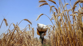 Trung Quốc mua lô hàng lúa mỳ đầu tiên từ Mỹ kể từ năm 2024