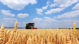 Sản lượng lương thực Trung Quốc đạt mức cao kỷ lục năm 2025