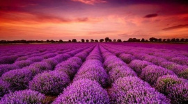 Một mã cổ phiếu bốc đầu kịch trần liên tiếp sau thông tin "ông lớn" âm nhạc rót vốn