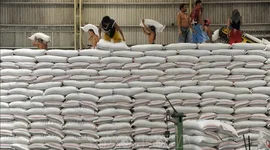 Nhập khẩu gạo năm 2026 của Phillipines dự kiến giảm xuống dưới 4 triệu tấn
