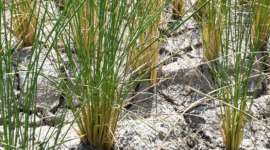 Tin buồn cho gạo Việt Nam, Thái Lan: Nền kinh tế lớn nhất Đông Nam Á tuyên bố đã tự túc hoàn toàn gạo và ngô, chấm dứt nhập khẩu từ năm 2025