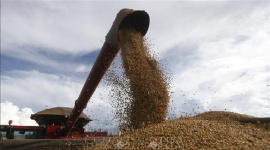 Giá gạo châu Á tăng, ngũ cốc Mỹ và cà phê biến động trái chiều