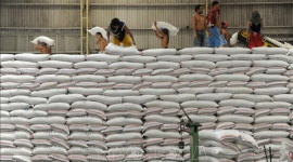 Gạo dự trữ của Indonesia dự kiến đạt kỷ lục trong năm 2025