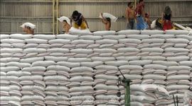 Gạo dự trữ của Indonesia dự kiến đạt kỷ lục trong năm 2025