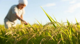 Buồn của nền kinh tế lớn thứ 4 thế giới: Nhập khẩu gạo tăng gấp 100 lần, hàng nội địa ‘bão chồng bão’