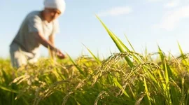 Buồn của nền kinh tế lớn thứ 4 thế giới: Nhập khẩu gạo tăng gấp 100 lần, hàng nội địa ‘bão chồng bão’