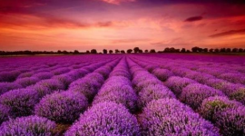 Doanh nghiệp BĐS đầu tiên công bố lợi nhuận 2025 tăng hơn 100%, cổ phiếu lập tức "tím lịm"