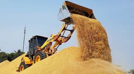 Vựa lúa lớn nhất thế giới tồn kho tăng kỷ lục, đối thủ của gạo Việt Nam nhận tin không vui