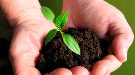 CTCK điểm tên doanh nghiệp phân bón tiềm năng 2026, kỳ vọng tăng trưởng 2 chữ số