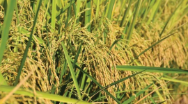 Giá gạo lao dốc, Thái Lan bất ngờ tìm ra một vị cứu tinh tại châu Á: Xuất khẩu gấp 6 lần năm trước cộng lại, là quốc gia đang thiếu hụt trầm trọng