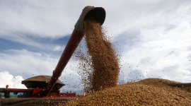 Trung Quốc thận trọng nối lại nhập khẩu đậu tương Mỹ