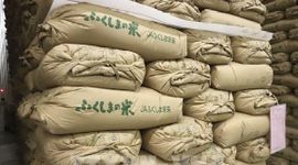 Giá gạo trung bình tại Nhật Bản lập kỷ lục mới