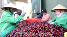 Chính sách thuế quan đe dọa đẩy giá cà phê Mỹ tăng cao kỷ lục