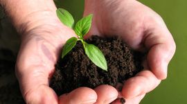Cổ phiếu phân bón – hóa chất còn tiếp tục thăng hoa trong năm 2025?