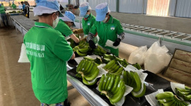 Lãi lớn nhờ bán chuối, Hoàng Anh Gia Lai nối dài chuỗi 16 quý lãi liên tiếp