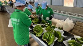 Lãi lớn nhờ bán chuối, Hoàng Anh Gia Lai nối dài chuỗi 16 quý lãi liên tiếp