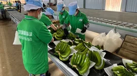 Lãi lớn nhờ bán chuối, Hoàng Anh Gia Lai nối dài chuỗi 16 quý lãi liên tiếp