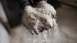 Biến động tỷ giá hỗ trợ giá gạo châu Á