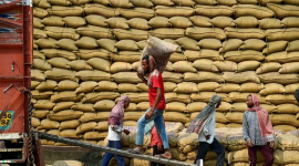 Thị Trường Nông Sản: Gạo Ấn Độ Tăng Giá Giữa Bối Cảnh Nguồn Cung Dồi Dào