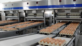 Gia cầm Hòa Phát tăng trưởng lợi nhuận 135% nhờ giá trứng hồi phục