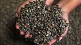Thời điểm vàng của cà phê Thái Lan