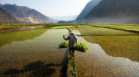 Việt Nam vượt Thái Lan, trở thành nhà xuất khẩu gạo lớn thứ 2 thế giới
