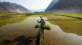 Việt Nam vượt Thái Lan, trở thành nhà xuất khẩu gạo lớn thứ 2 thế giới