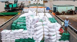 Thị trường Philippines mở lại, gạo Việt Nam đón cơ hội phục hồi xuất khẩu