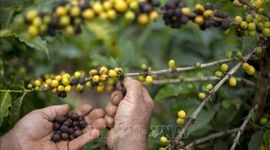 Xuất khẩu cà phê hòa tan Brazil sang Mỹ giảm 60%