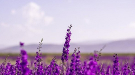 Một cổ phiếu chứng khoán "bốc đầu" kịch trần sau khi báo lãi năm 2025 gấp 860 lần