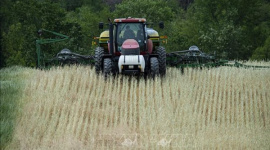 Giá lúa gạo giảm mạnh đẩy nhiều nông dân Mỹ vào cảnh khó khăn