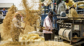 Ấn Độ vượt Trung Quốc trở thành nhà sản xuất gạo lớn nhất thế giới