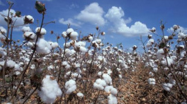 Giá bông tại Mỹ chạm đỉnh 8 tuần