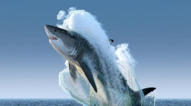 Dòng tiền lớn rục rịch trở lại, chuyên gia hé lộ nhóm cổ phiếu hưởng lợi từ “sóng Tết”