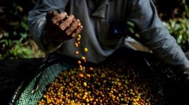 Thị trường nông sản tiếp tục chu kỳ giảm giá