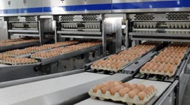 Nông nghiệp Hòa Phát xuất bán hơn 151.000 con heo, 87 triệu quả trứng gà trong quý III/2026