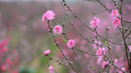 "Hái lộc" đầu xuân Bính Ngọ tại một số nhóm cổ phiếu dự báo hút mạnh dòng tiền