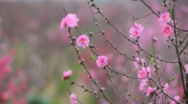 "Hái lộc" đầu xuân Bính Ngọ tại một số nhóm cổ phiếu dự báo hút mạnh dòng tiền