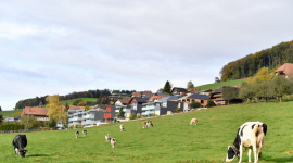 Thêm hai lô sữa bột trẻ em của Nestlé bị thu hồi tại châu Âu