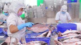 Vĩnh Hoàn báo lãi 245 tỷ đồng quý 4/2025, giảm 44% so với cùng kỳ, cổ phiếu kịch sàn