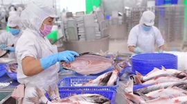 Vĩnh Hoàn báo lãi 245 tỷ đồng quý 4/2025, giảm 44% so với cùng kỳ, cổ phiếu kịch sàn
